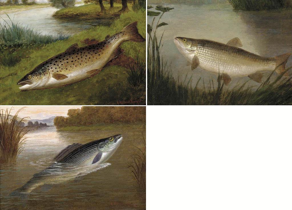 A. Roland Knight - A grayling; A chub; and A lea trout from the Pied Bull Stream, St. Nugent, Hertfordshire