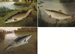 A. Roland Knight - A grayling; A chub; and A lea trout from the Pied Bull Stream, St. Nugent, Hertfordshire