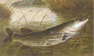 A. Roland Knight - Hooking A Pike