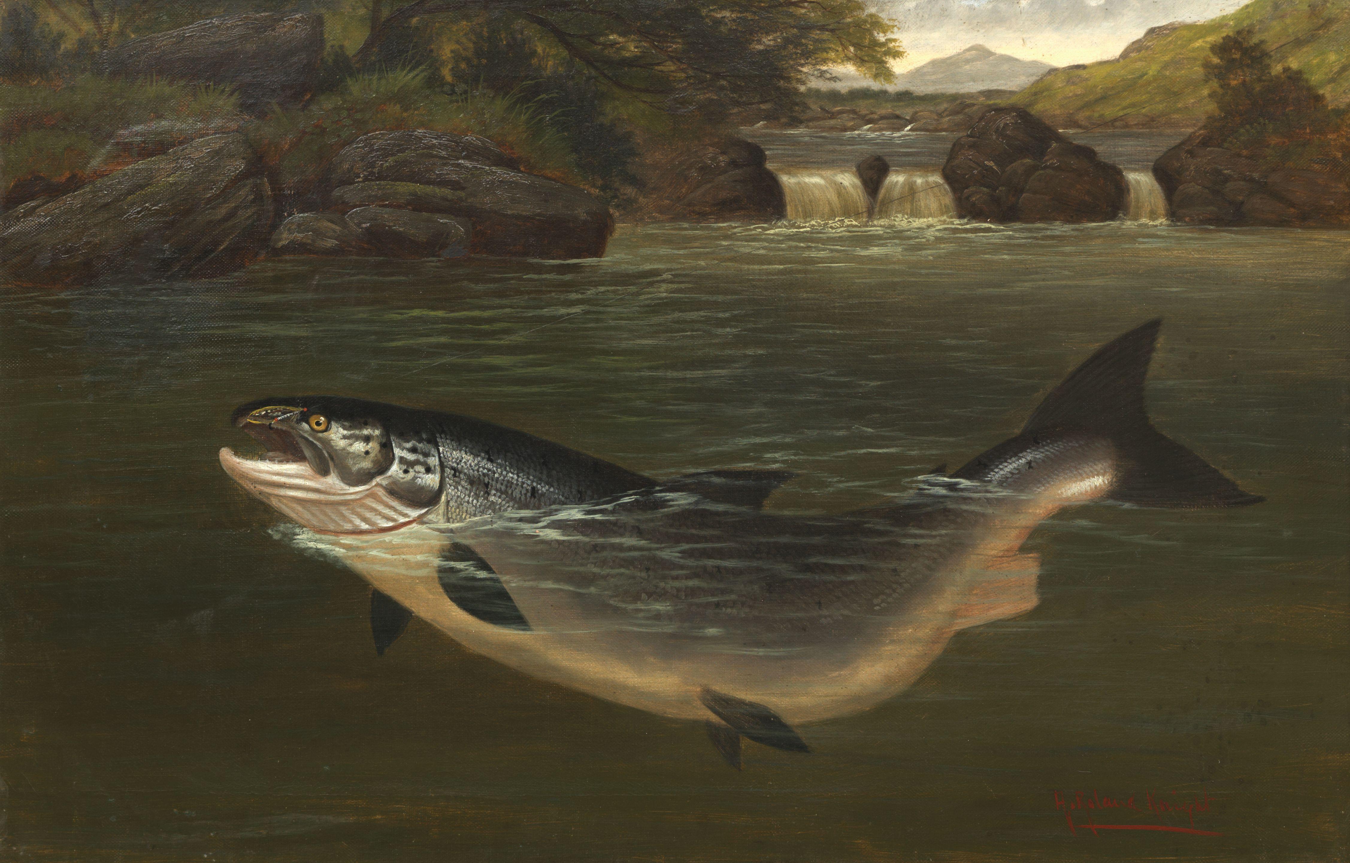 A. Roland Knight - Salmon Taking A Fly