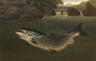 A. Roland Knight - Salmon Taking A Fly