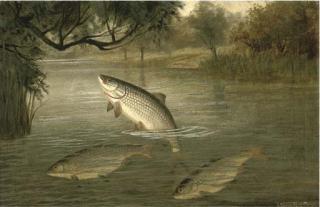 A. Roland Knight - Whipping The Willows For Chubb