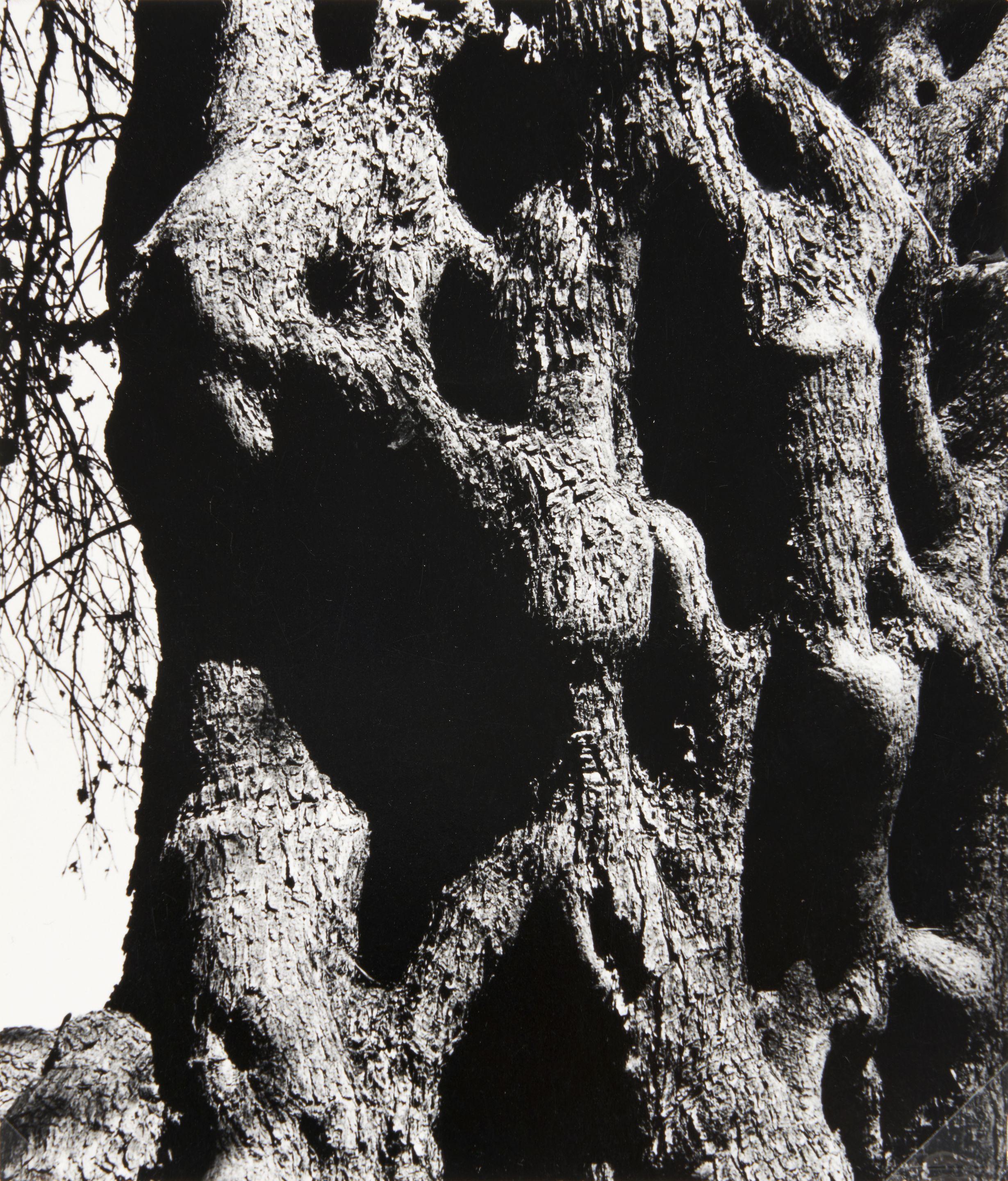 Aaron Siskind - Olive Tree, Corfu