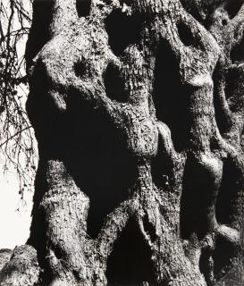 Aaron Siskind - Olive Tree, Corfu