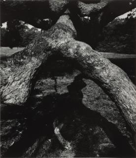Aaron Siskind - \'The Tree 62\'