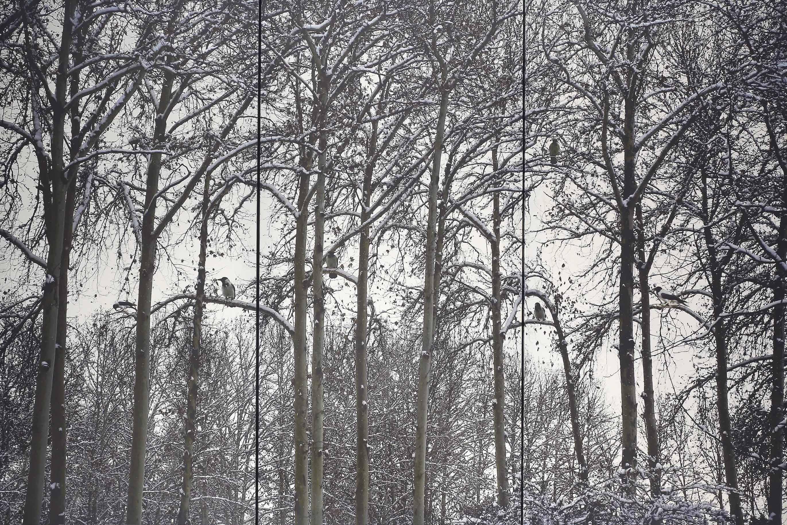 Abbas Kiarostami - Untitled (From The Crows Series)