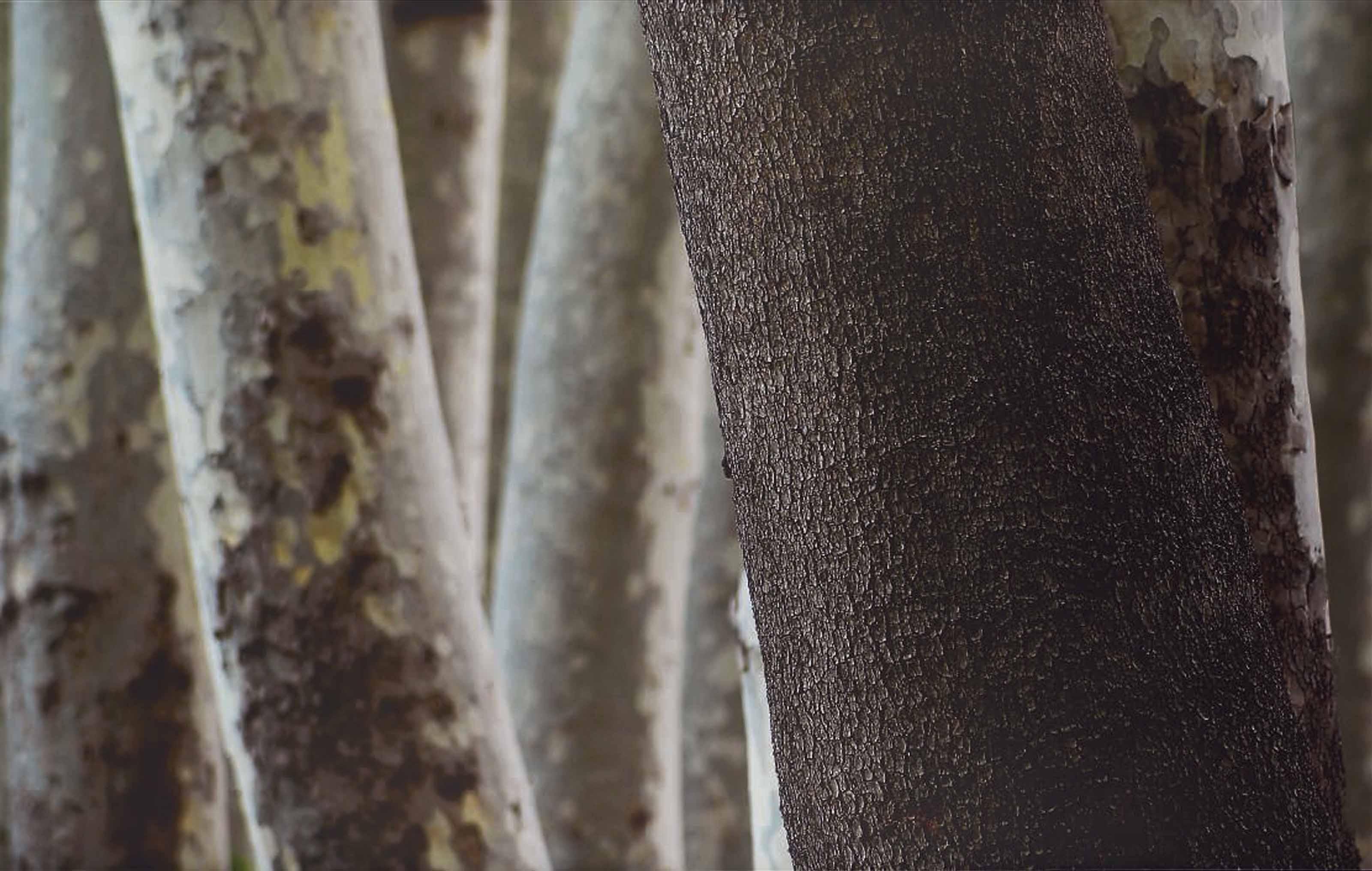 Abbas Kiarostami - Untitled (From The Trees And Crows Series)