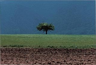 Abbas Kiarostami | 28 Artworks and Similar Artists | Art.Salon