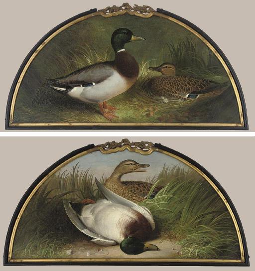 Abel Hold - Making a nest; and A great shot