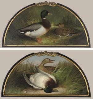 Abel Hold - Making a nest; and A great shot