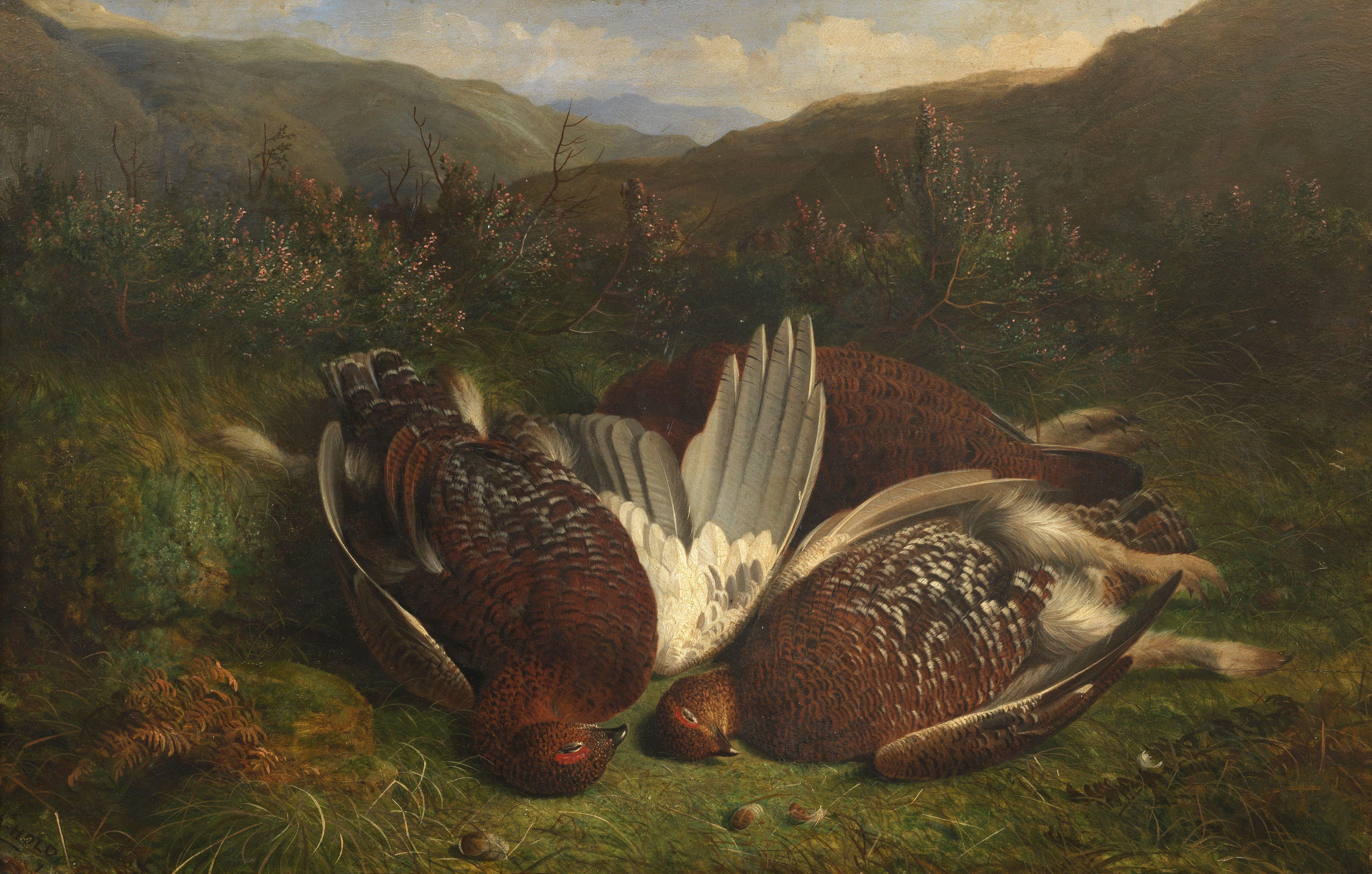 Abel Hold - Shot Grouse on the Moors