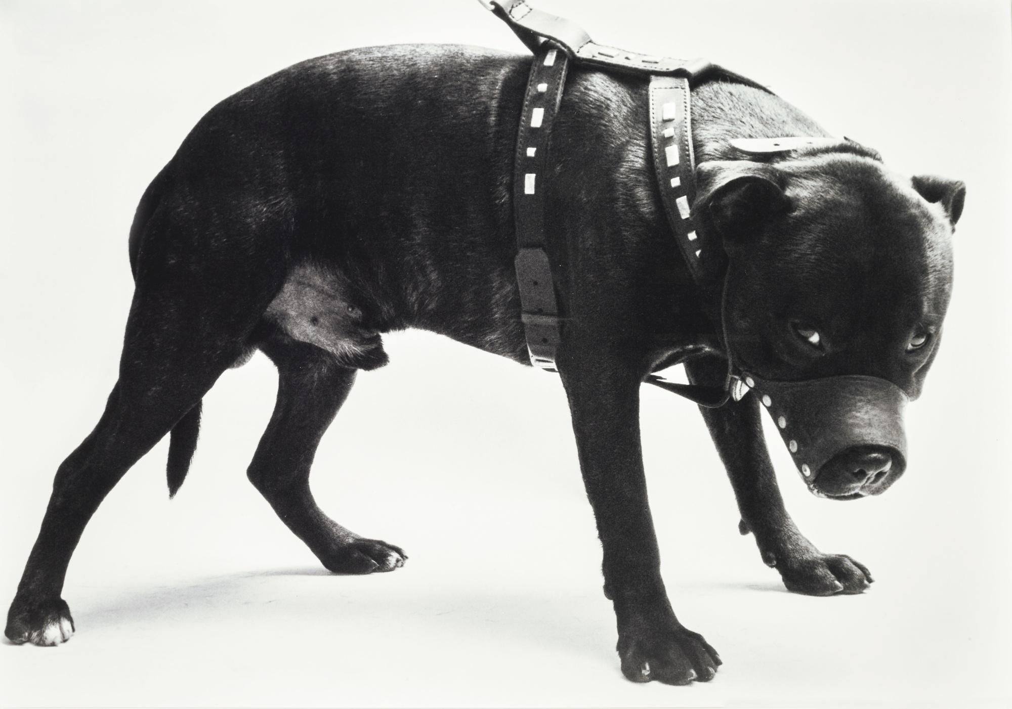 Abigail Lane - For His Own Good