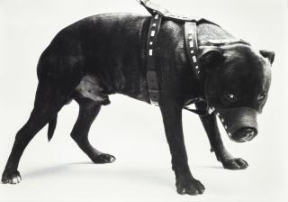 Abigail Lane - For His Own Good