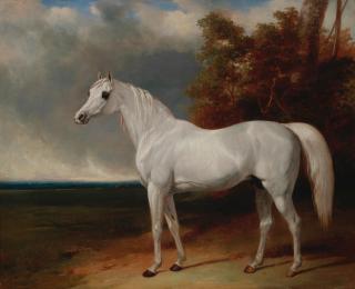 Abraham Cooper - Portrait of Adonis, the favourite charger of George III