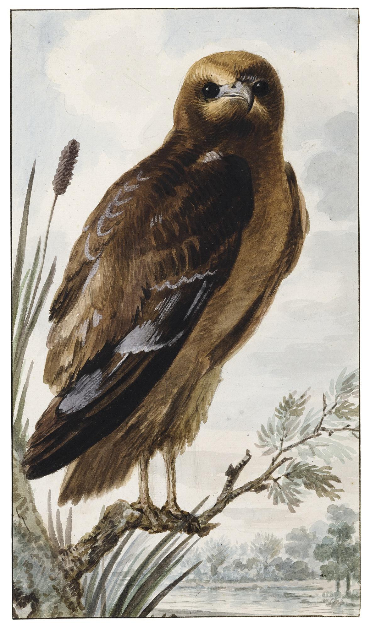 Abraham Meertens - A Hen Harrier (Circus Cyaneus) Perching On A Branch
