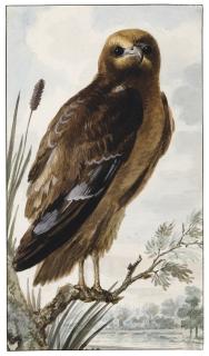 Abraham Meertens - A Hen Harrier (Circus Cyaneus) Perching On A Branch