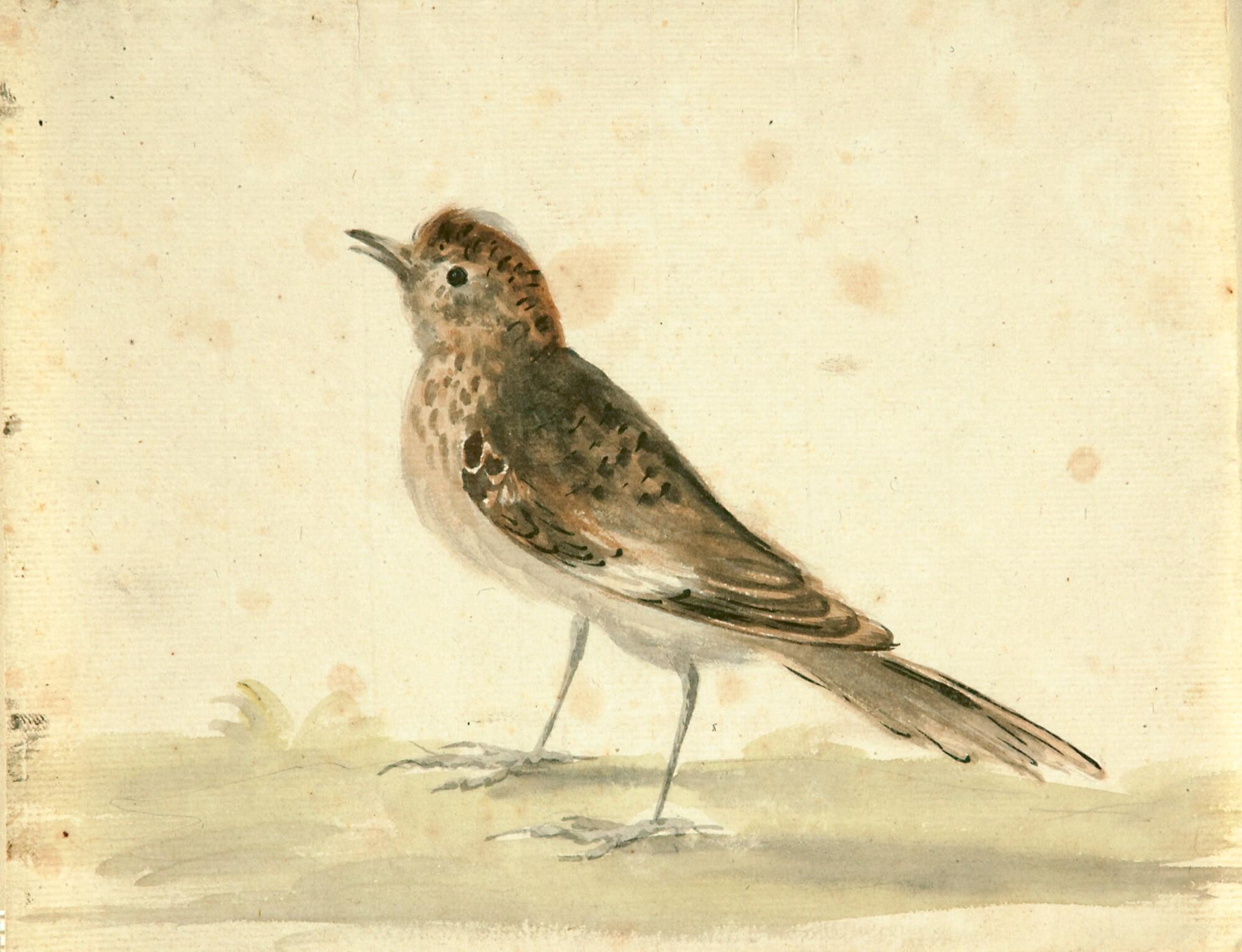 Abraham Meertens - Einsiedlerdrossel (Catharus guttatus).