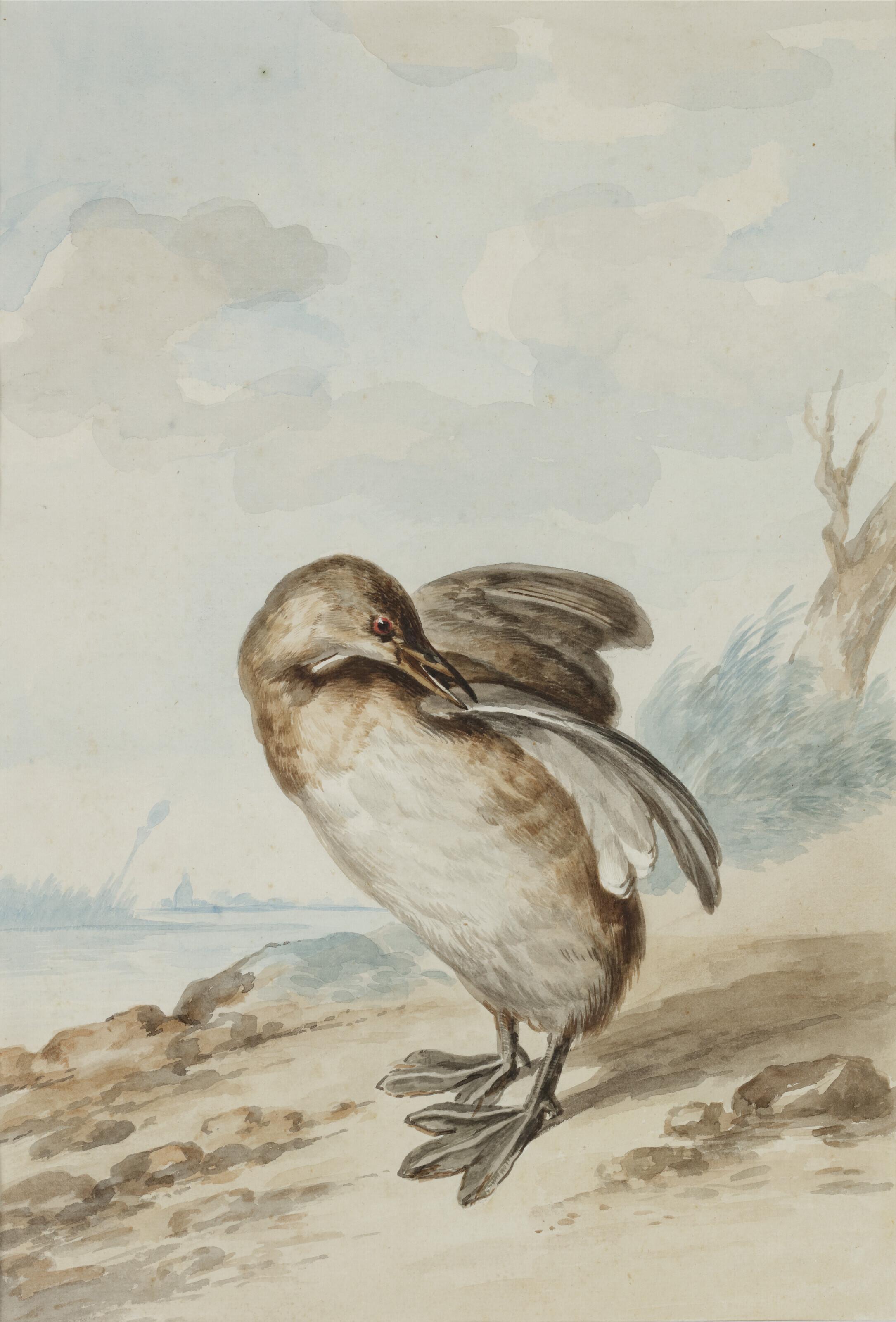 Abraham Meertens - Grèbe castagneux (Tachybaptus ruficollis) sur le rivage