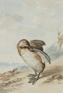 Abraham Meertens - Grèbe castagneux (Tachybaptus ruficollis) sur le rivage