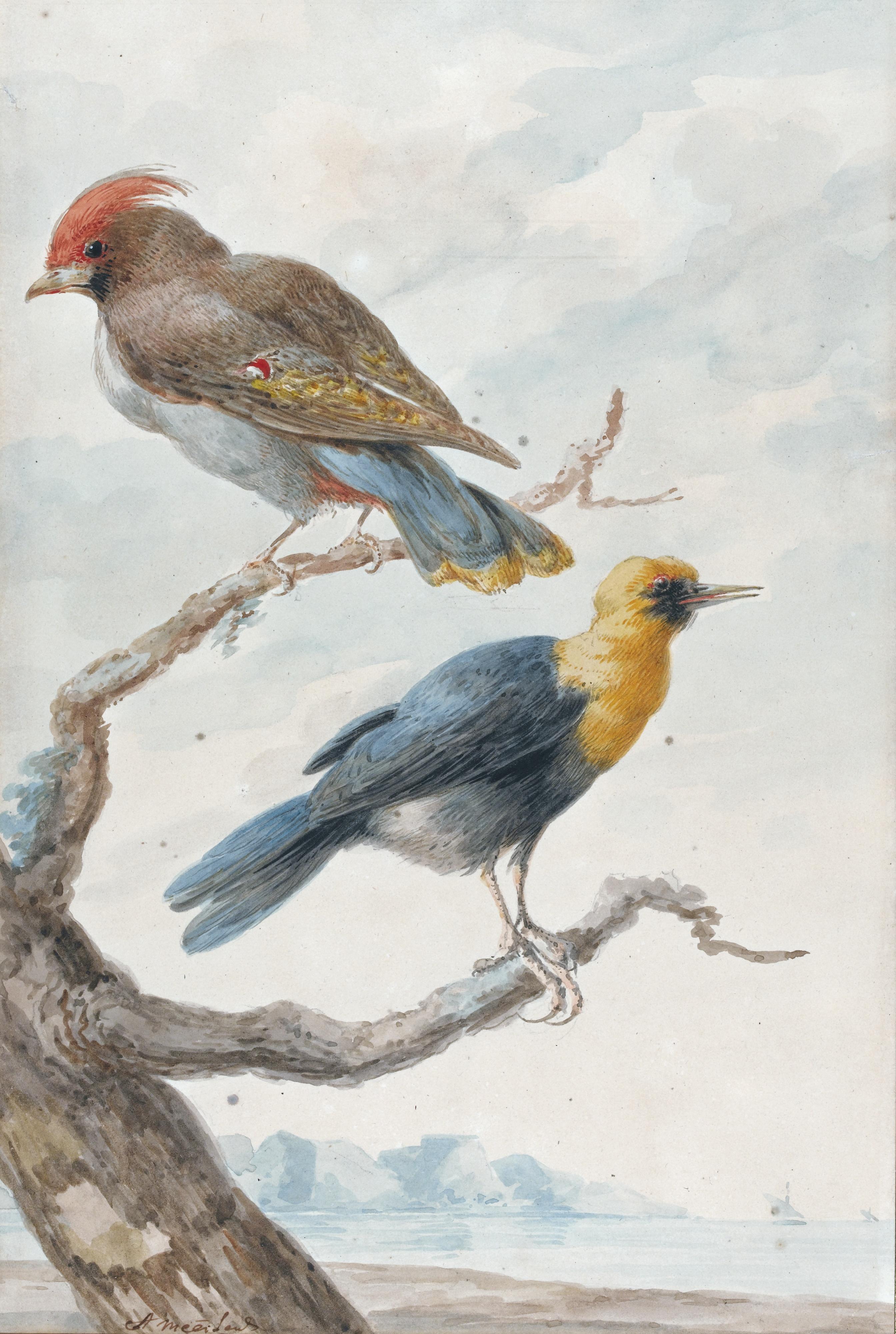 Abraham Meertens - Two Exotic Birds Perched On A Tree, A Coastal Landscape Behind