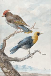 Abraham Meertens - Two Exotic Birds Perched On A Tree, A Coastal Landscape Behind