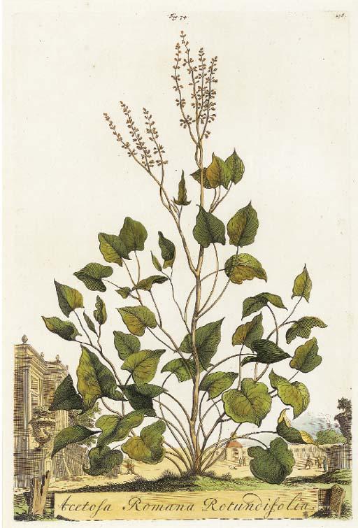 Abraham Munting - Nauwkeurige Beschryving der Aardgewassen, Waar in de Veelerley Aart en Bijzondere Eigenschappen der Boomen, Heesters, Kruyden, Bloemen [Accurate Description of Terrestrial Plants]: Eight Plates