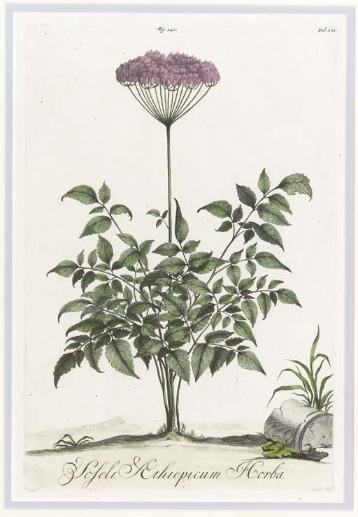 Abraham Munting - Nauwkeurige Beschryving der Aardgewassen, Waar in de Veelerley Aart en Bijzondere Eigenschappen der Boomen, Heesters, Kruyden, Bloemen [Accurate Description of Terrestrial Plants]: Six Plates