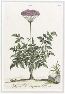 Abraham Munting - Nauwkeurige Beschryving der Aardgewassen, Waar in de Veelerley Aart en Bijzondere Eigenschappen der Boomen, Heesters, Kruyden, Bloemen [Accurate Description of Terrestrial Plants]: Six Plates