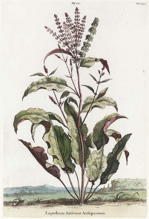 Abraham Munting - Nauwkeurige Beschryving der Aardgewassen, Waar in de Veelerley Aart en Bijzondere Eigenschappen der Boomen, Heesters, Kruyden, Bloemen: Six Plates