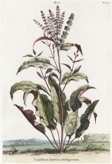 Abraham Munting - Nauwkeurige Beschryving der Aardgewassen, Waar in de Veelerley Aart en Bijzondere Eigenschappen der Boomen, Heesters, Kruyden, Bloemen: Six Plates