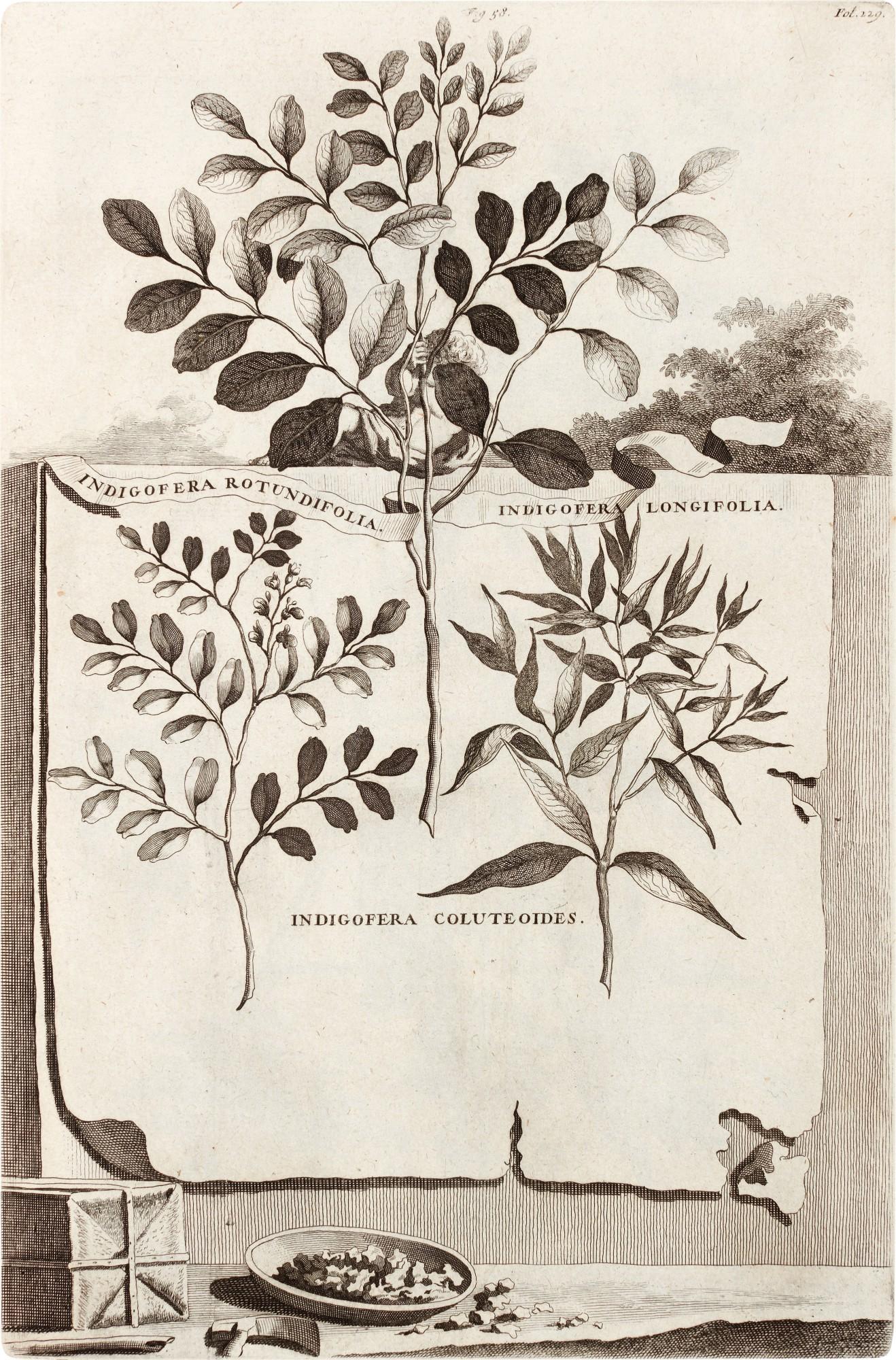 Abraham Munting - Phytographia curiosa, Amsterdam, 1702, contemporary calf