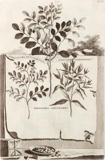 Abraham Munting - Phytographia curiosa, Amsterdam, 1702, contemporary calf