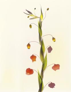 Adam Fuss - o.T., 1995