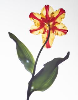 Adam Fuss - Untitled, 1995