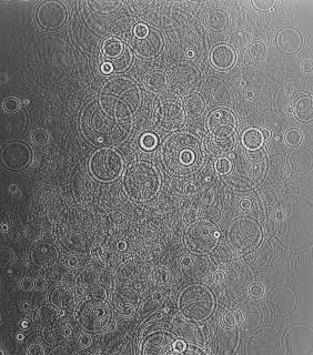 Adam Fuss - Untitled, 2007