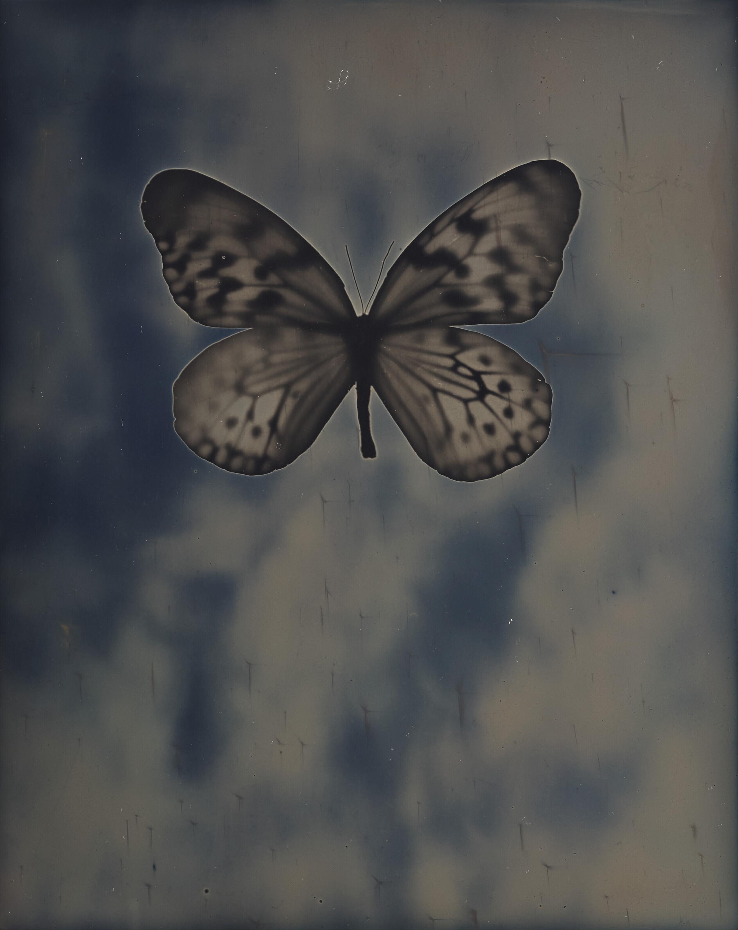 Adam Fuss - Untitled, 2009