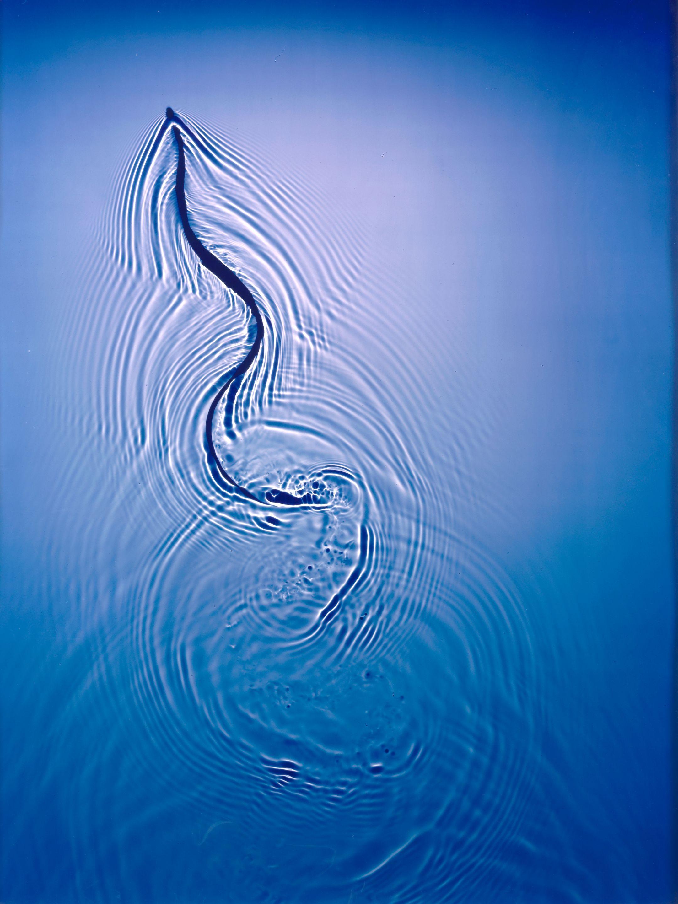 Adam Fuss - Untitled (Blue Snake)