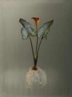 Adam Fuss - Untitled (Calla Lily)