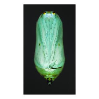 Adam Fuss - Untitled (Chrysalis)