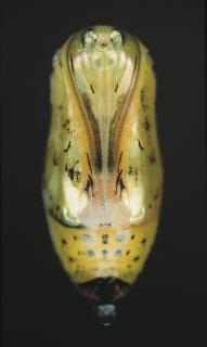 Adam Fuss - Untitled (Chrysalis)