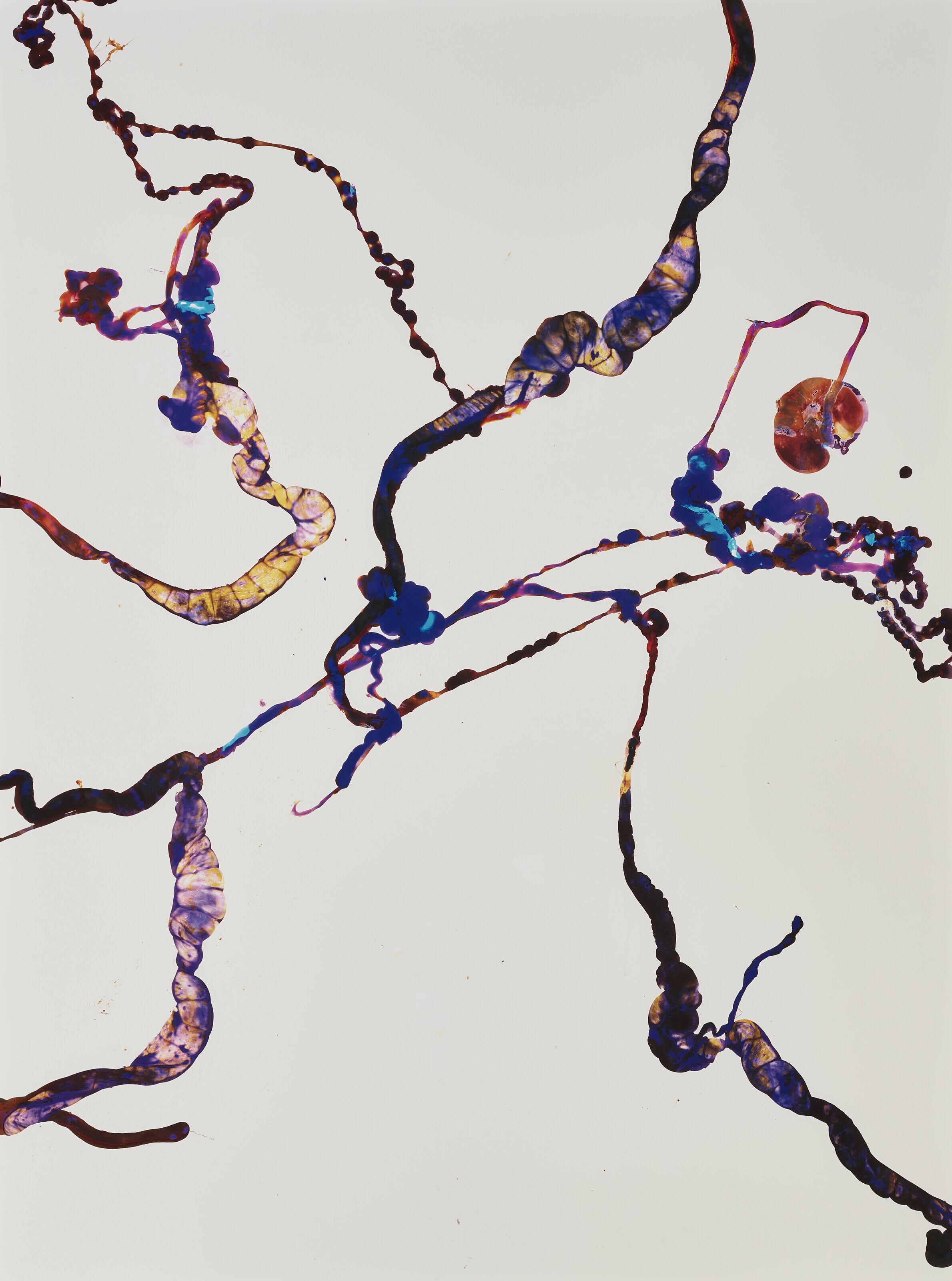 Adam Fuss - Untitled (Entrails)