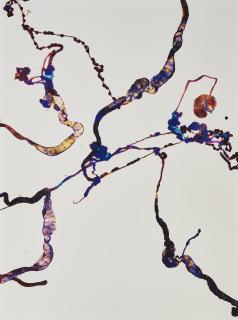 Adam Fuss - Untitled (Entrails)