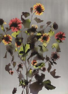 Adam Fuss - Untitled (Large Flowers, Plants)