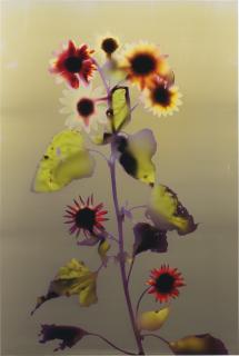 Adam Fuss - Untitled (Large Multi-Flowered Sunflower), 1994