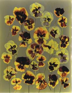 Adam Fuss - Untitled (Pansies), 1991