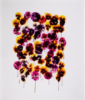 Adam Fuss - Untitled (Pansies), 2003