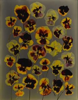 Adam Fuss - Untitled (Pansies)
