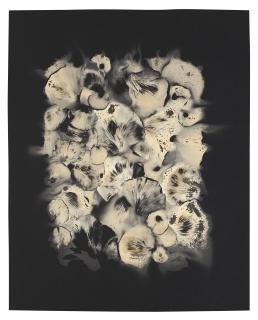 Adam Fuss - Untitled (Spore)