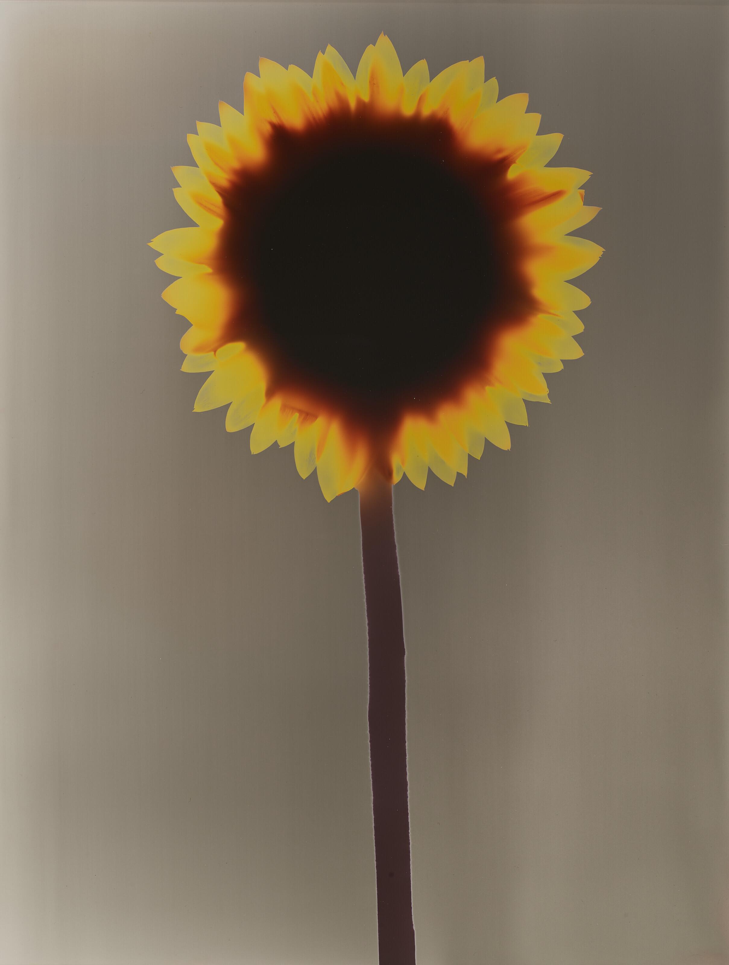 Adam Fuss - Untitled (Sunflower), 1992