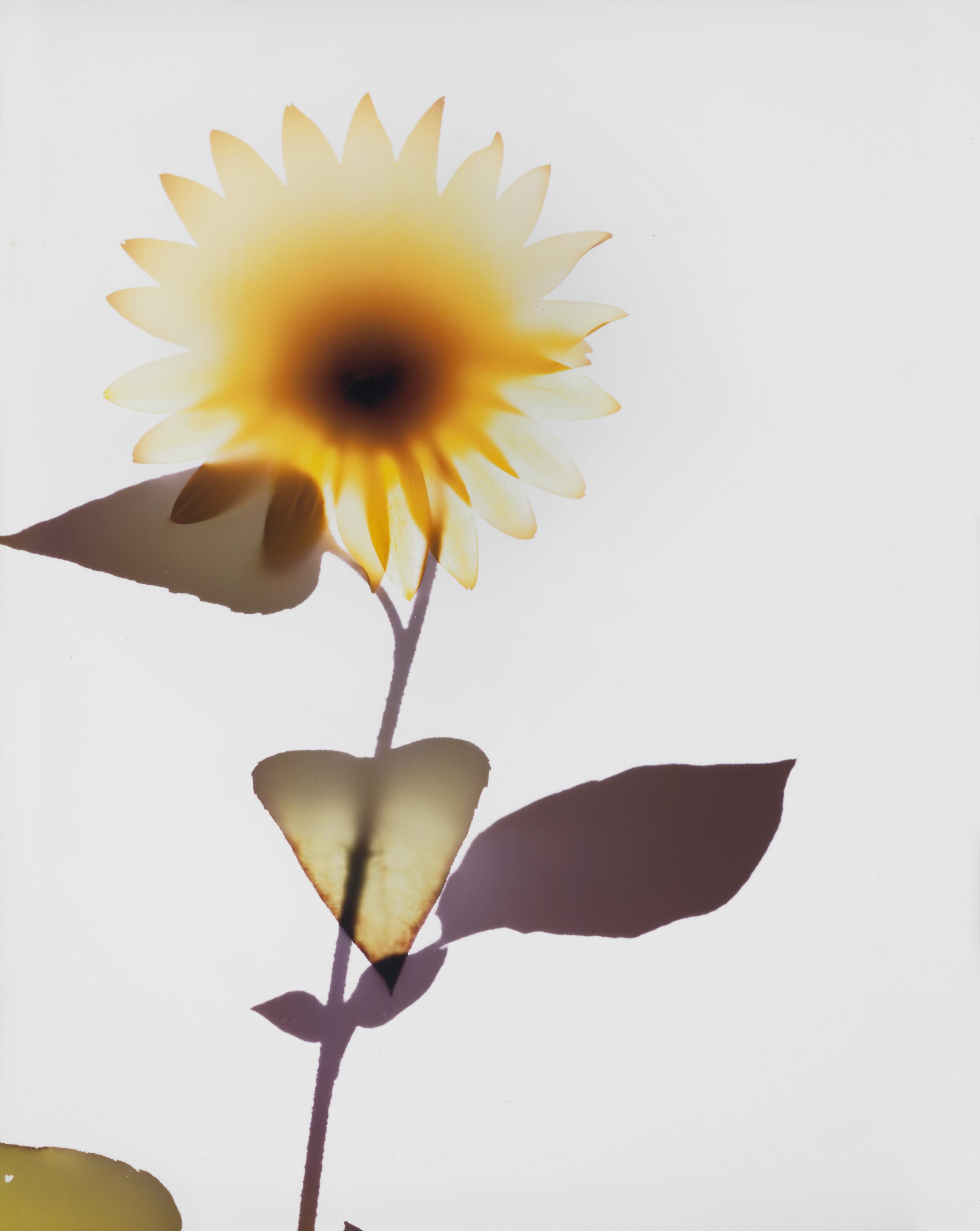 Adam Fuss - Untitled (Sunflower), 1993
